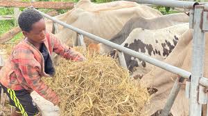 Feed Lot Fattening of Rams Practice