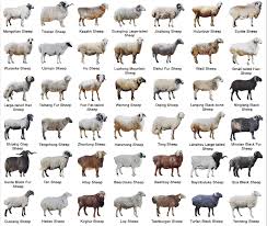 Breeds of Sheep and Breed Characteristics for Selecting Sheep