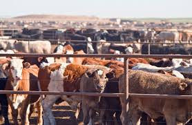 Major Production Constraints of Cattle Production