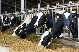 Major Production Constraints of Cattle Production Major Production Constraints of Cattle Production