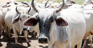 Major Production Constraints of Cattle Production Major Production Constraints of Cattle Production