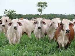 Options for Genetic Improvement in Tropical Livestock