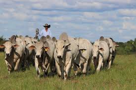 Options for Genetic Improvement in Tropical Livestock