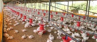 Introducing “Agric4Profit Poultry Farm Set-Up"