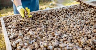 Introducing “Agric4Profit Snail Farm Set-Up"