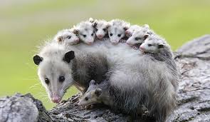 Interesting Facts About Opossums