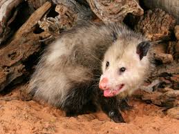 Interesting Facts About Opossums