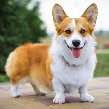 How To Groom Pembroke Welsh Corgi Dog Breed