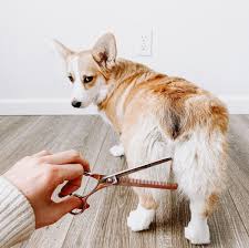 How To Groom Pembroke Welsh Corgi Dog Breed How To Groom Pembroke Welsh Corgi Dog Breed