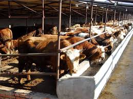 Fattening Ruminants vs Raising them for Production: Find out which is more Economical Fattening Ruminants vs Raising them for Production: Find out which is more Economical