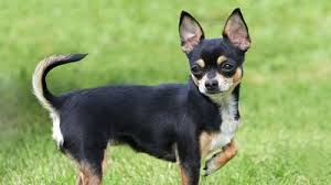 Chihuahua Dogs Description and Complete Care Guide