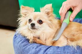 Chihuahua Dogs Description and Complete Care Guide