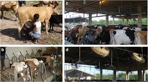 Major Genetic Differences between Tropical and Temperate Livestock Breeds