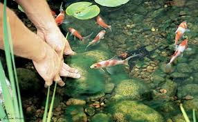 How often you need to Change Water in your Fish Farm