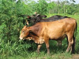 Livestock Breeding in the Tropical Environment