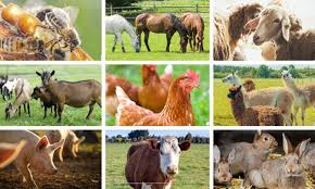 Adaptive Means of Coping with the Environment in Animal Production