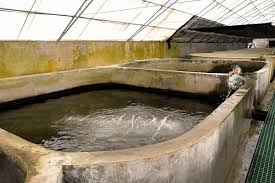 Recommended Volume of Water for Fish Farming on a Concrete Pond