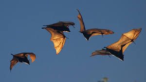 Order Chiroptera: Species, Characteristics and their Economic Importance
