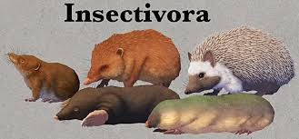 Order Insectivora: Species, Characteristics and their Economic Importance