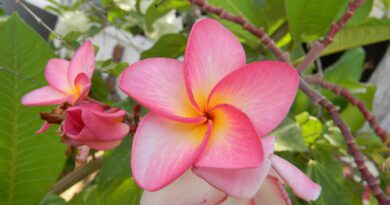 Significance And Uses of Plumeria Flower