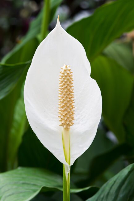 Spathiphyllum (Peace Lily): All You Need To Know About Spathiphyllum (Peace Lily): All You Need To Know About