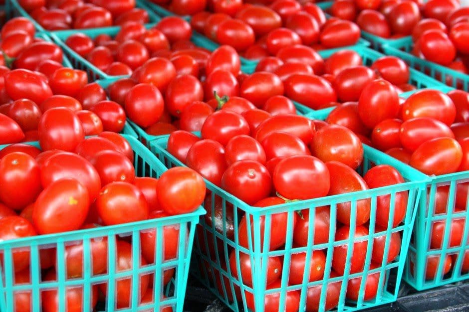 9 Factors that Hinders the Optimum Production of Tomatoes Farming Business