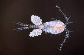 Importance of Records Maintenance in the Poultry Farm