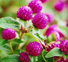 Gomphrena Flowers (Globe Amaranth): Complete Growing and Care Guide