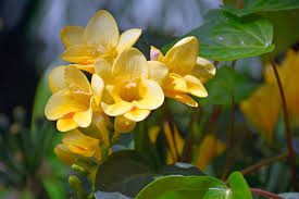 Freesia Flowers (Freesia Spp): Complete Growing and Care Guide 