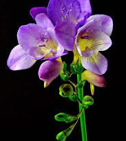 Freesia Flowers (Freesia Spp): Complete Growing and Care Guide