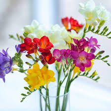 Freesia Flowers (Freesia Spp): Complete Growing and Care Guide 