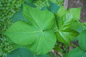 Cotton Plant Leaves