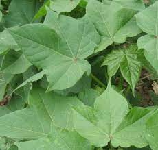 Cotton Plant Leaves