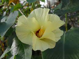 Cotton Plant Flowers