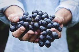 Economic Importance, Uses, and By-Products of Grape Skin