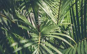 Oil Palm Leaves