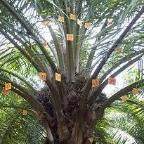 Oil Palm Rachis