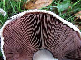 Economic Importance, Uses, and By-Products of Mushroom Gills