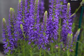 Veronica Flowers (Veronicas): Complete Growing and Care Guide 