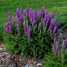 Veronica Flowers (Veronicas): Complete Growing and Care Guide 