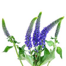 Veronica Flowers (Veronicas): Complete Growing and Care Guide