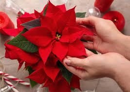 Poinsettia Flowers (Euphorbia Pulcherrima): Complete Growing and Care Guide 