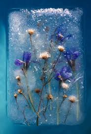 Significance and Uses of Frozen Flowers 