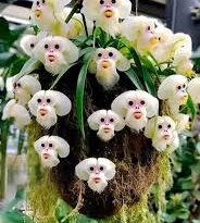 Significance and Uses of Monkey Orchid Flowers