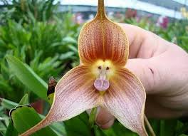 Significance and Uses of Monkey Orchid Flowers 