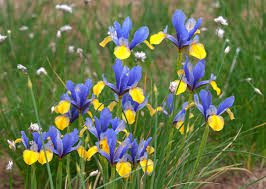 Dutch Iris Flowers (Iris x Hollandica): All You Need To Know About 