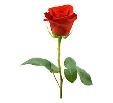 Significance and Uses of Single Roses