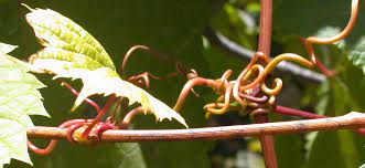 Grape Tendrils