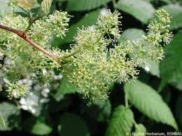 Grape Inflorescences