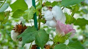 Cotton Plant Epidermis